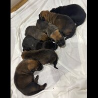German Shepherd (Alsatian) - Both