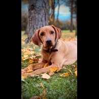 Hungarian Vizsla - Dogs