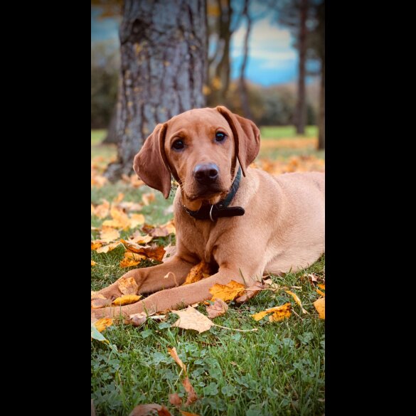 Hungarian Vizsla - Dogs