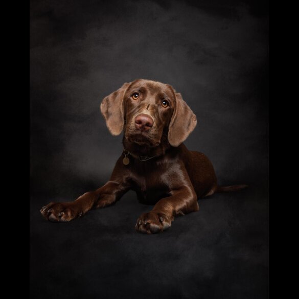 Hungarian Vizsla - Dogs