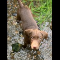 Hungarian Vizsla - Dogs