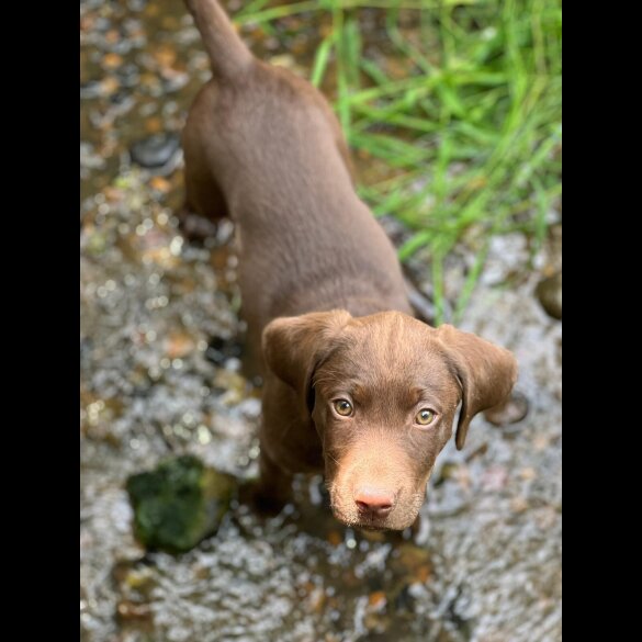 Hungarian Vizsla - Dogs