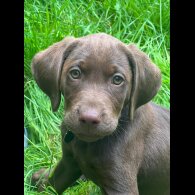 Hungarian Vizsla - Dogs
