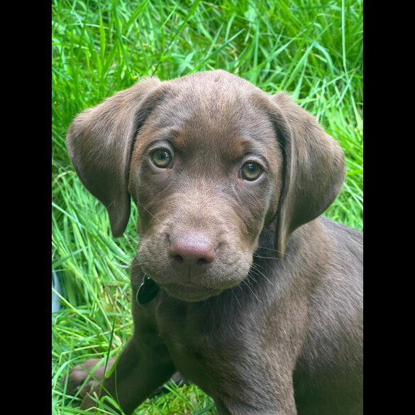 Hungarian Vizsla - Dogs
