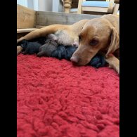 Hungarian Vizsla - Dogs