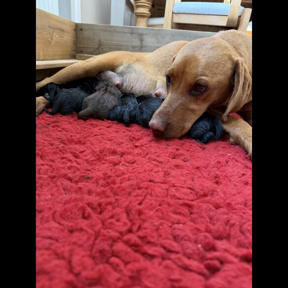 Hungarian Vizsla - Dogs