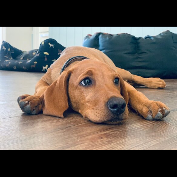Hungarian Vizsla - Dogs
