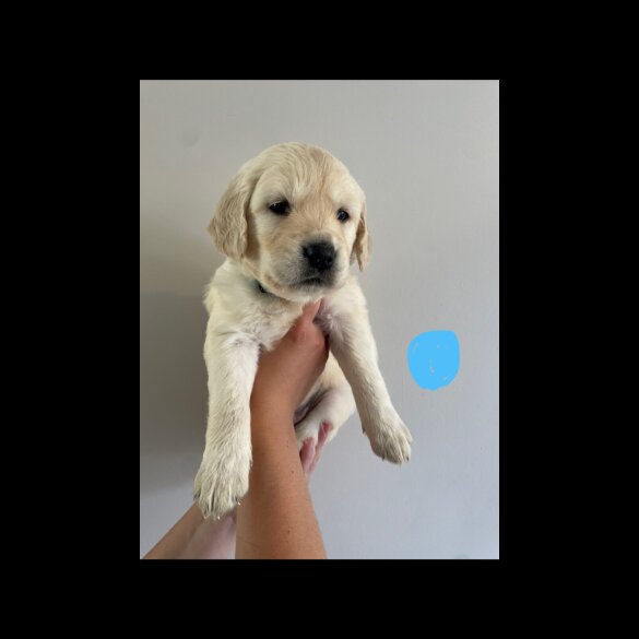 Golden Retriever - Both