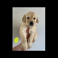 Golden Retriever - Both