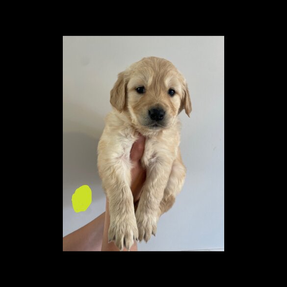 Golden Retriever - Both