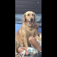 Golden Retriever - Both