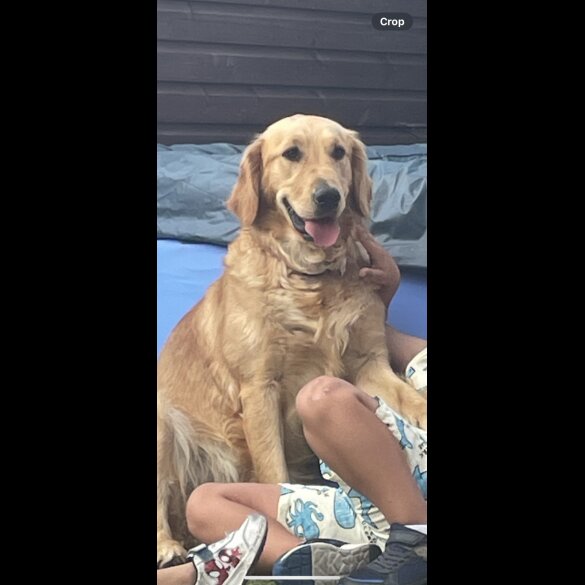 Golden Retriever - Both