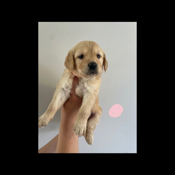 Golden Retriever - Both