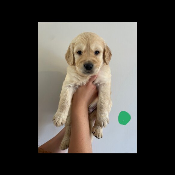 Golden Retriever - Both
