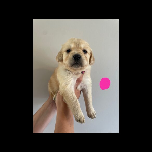Golden Retriever - Both