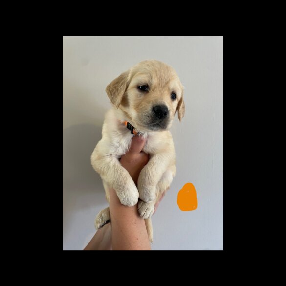 Golden Retriever - Both