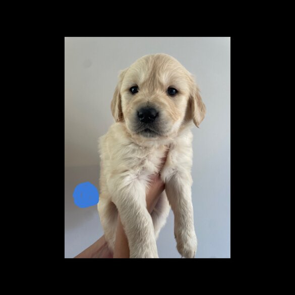 Golden Retriever - Both