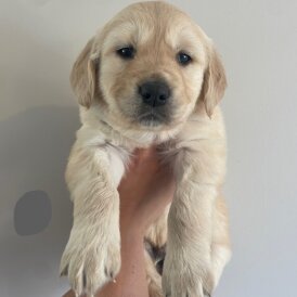 Golden Retriever - Both