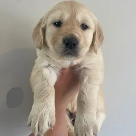 Golden Retriever - Both