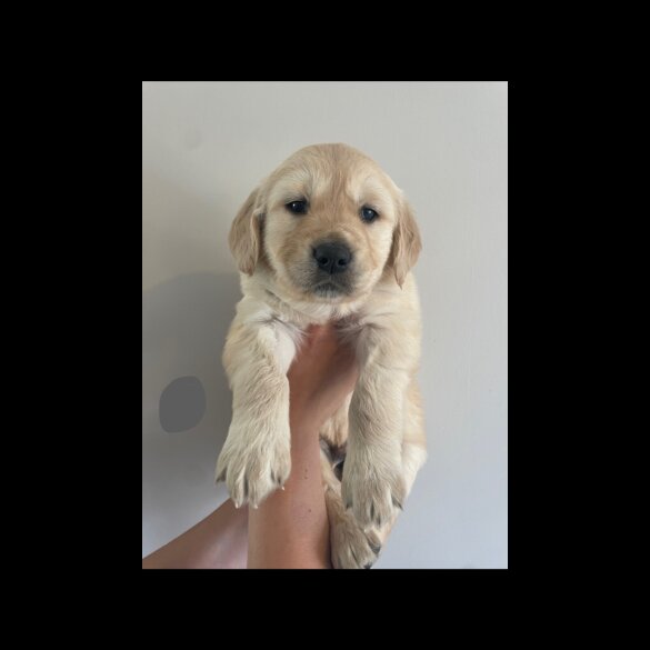 Golden Retriever - Both