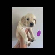 Golden Retriever - Both
