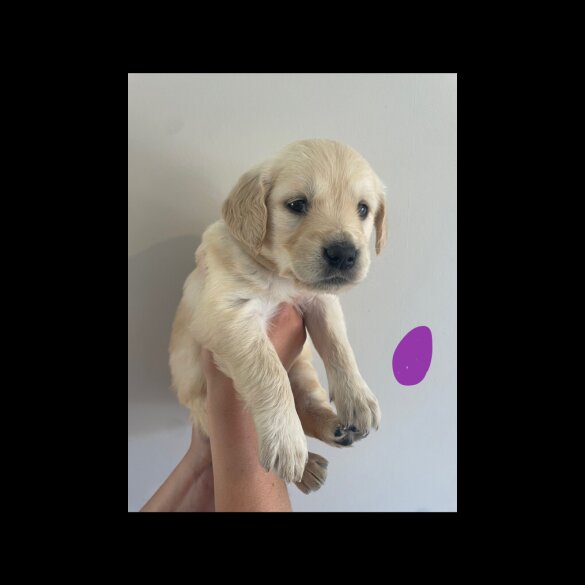 Golden Retriever - Both