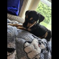 Lurcher - Both