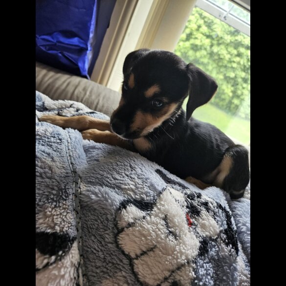 Lurcher - Both