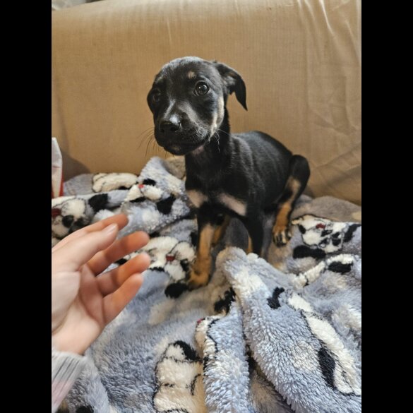 Lurcher - Both