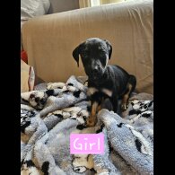Lurcher - Both