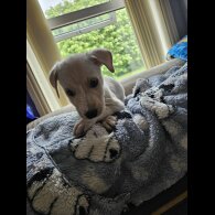 Lurcher - Both