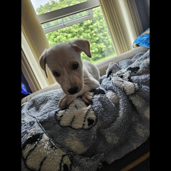 Lurcher - Both