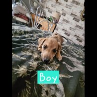 Lurcher - Both