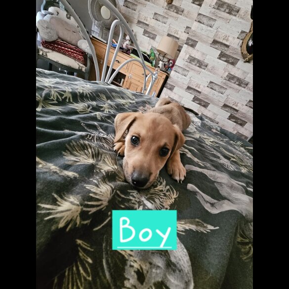 Lurcher - Both