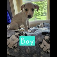 Lurcher - Both