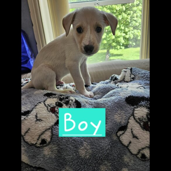 Lurcher - Both
