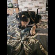 Lurcher - Both