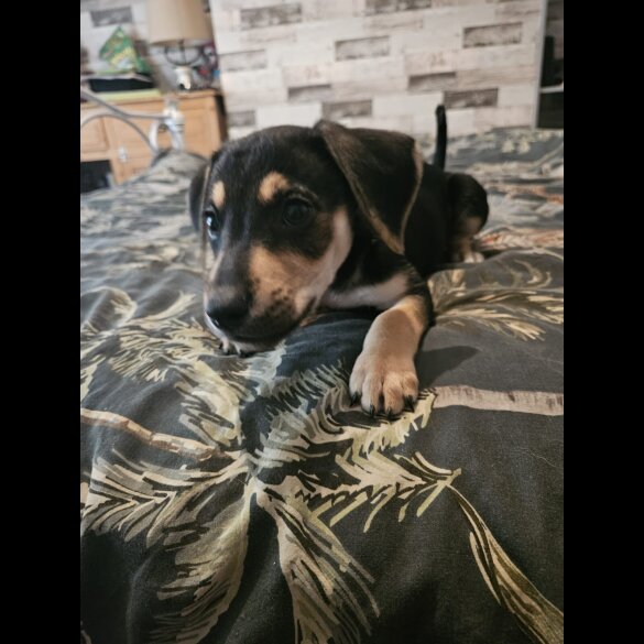 Lurcher - Both