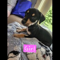 Lurcher - Both