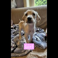 Lurcher - Both