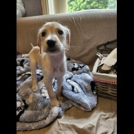 Lurcher - Both