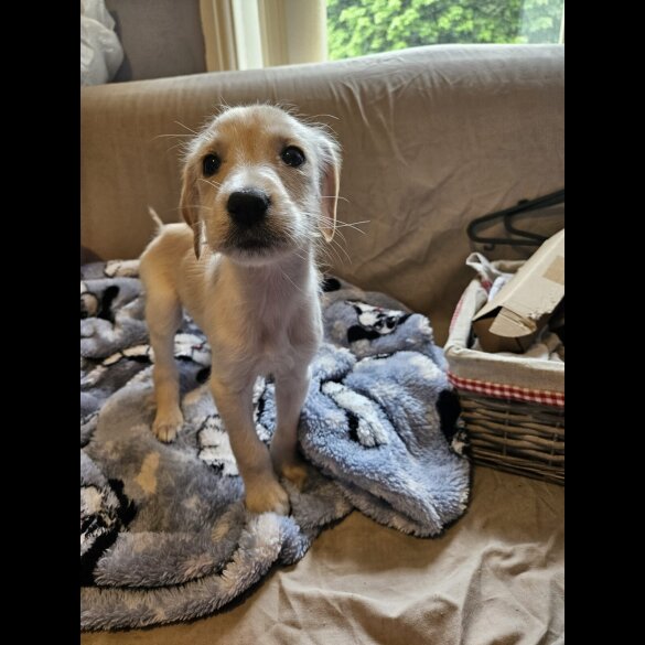 Lurcher - Both