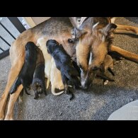 Lurcher - Both