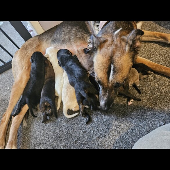 Lurcher - Both