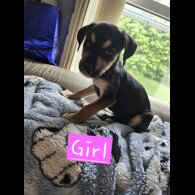 Lurcher - Both