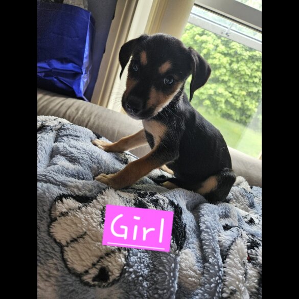 Lurcher - Both