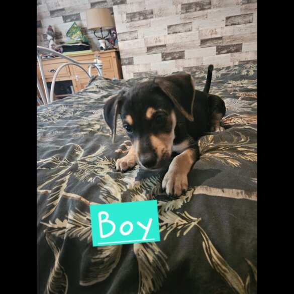 Lurcher - Both