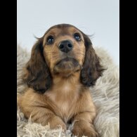 Dachshund (Standard &amp; Miniature) - Bitches