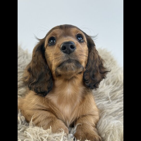 Dachshund (Standard &amp; Miniature) - Bitches