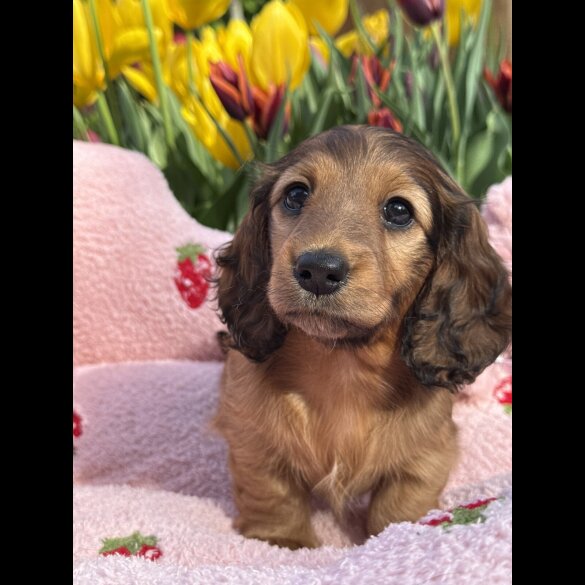 Dachshund (Standard &amp; Miniature) - Bitches